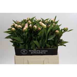Paeonia Vanguard