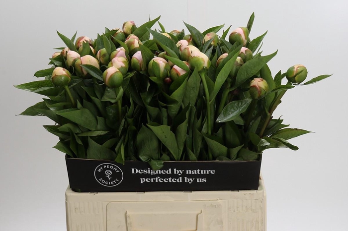 Paeonia Vanguard