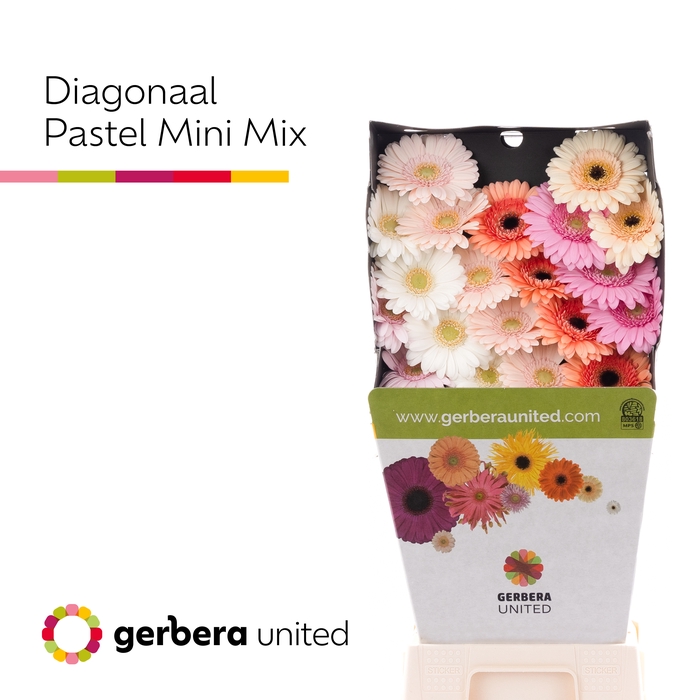 <h4>Germini Mix Pastel Diamond</h4>
