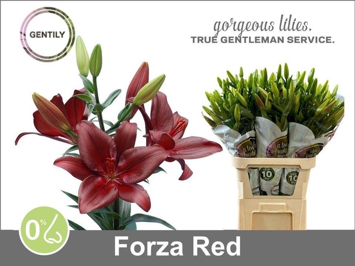 <h4>LI LA FORZA RED</h4>