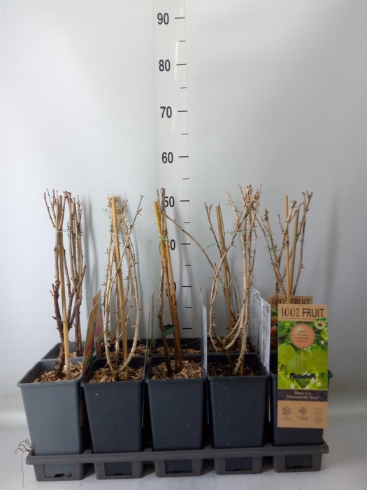 <h4>Ribes   ...</h4>