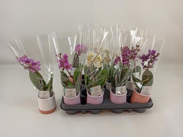 <h4>PHAL MINI</h4>