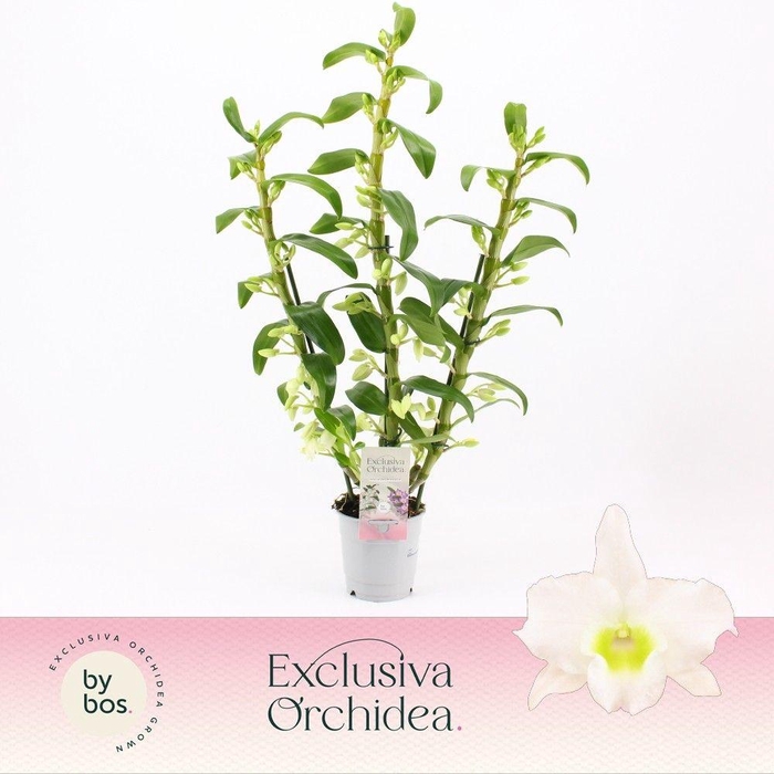 <h4>Dendrobium Nobilé, Apollon 3-spike 65+ cm 'Exclusiva Orchidea'</h4>