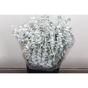 Wax Eucalyptus Wax Eucalyptus Wit