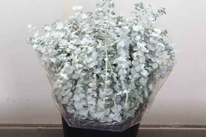 <h4>Wax Eucalyptus Wax Eucalyptus Wit</h4>