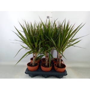 Dracaena marg.
