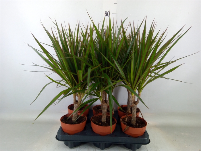 <h4>Dracaena marg.</h4>