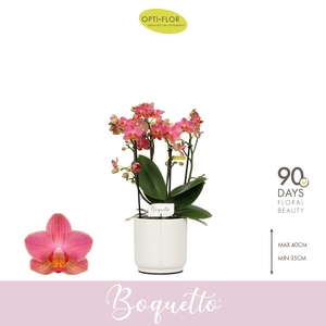 Boquetto Charme 3-5 spike in Lazio White