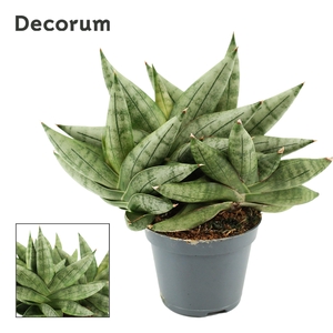 Sansevieria Artistic Fan 6 cm Multi (Decorum)