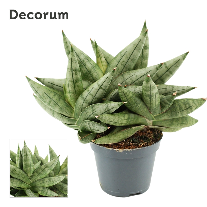 <h4>Sansevieria Artistic Fan 6 cm Multi (Decorum)</h4>
