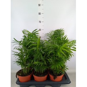 Chamaedorea elegans