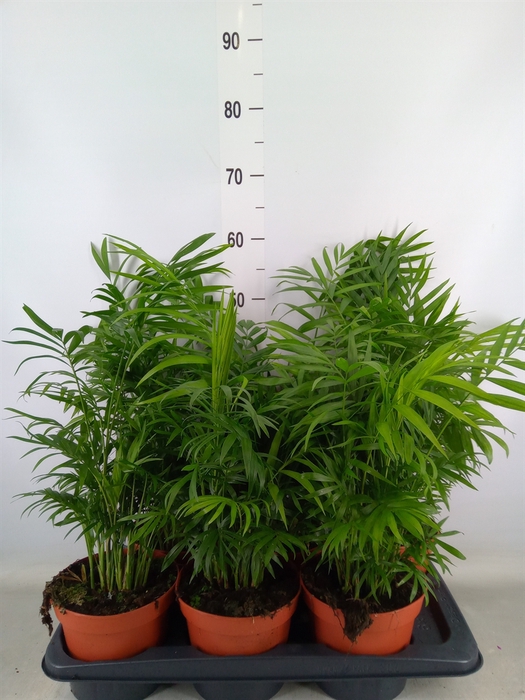 <h4>Chamaedorea elegans</h4>