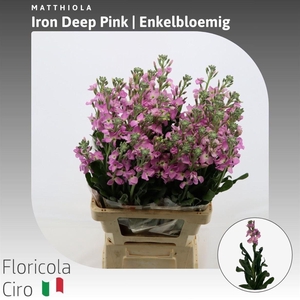 Matthiola Iron Deep Pink Enkelbloemig
