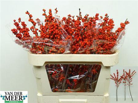 <h4>Ilex Ve Rode Bes</h4>