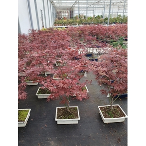 acer palmatum atropurpureum, pot 32cm.
