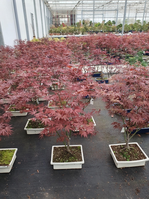 <h4>acer palmatum atropurpureum, pot 32cm.</h4>