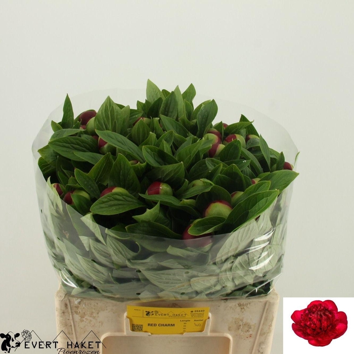 <h4>PAEO RED CHARM</h4>