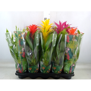 Guzmania   ...mix