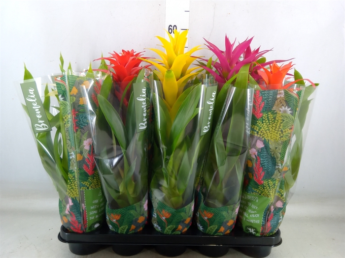 <h4>Guzmania   ...mix</h4>