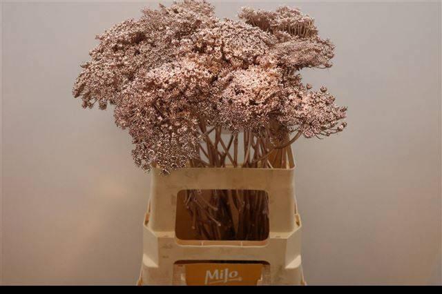 <h4>AMMI VIS GREEN MIST</h4>