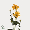 Rudbeckia nitida