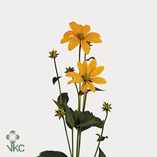 Rudbeckia Nitida Knop