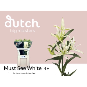 Li Az Must See White 4+ Lily Master