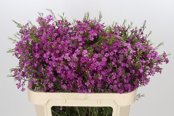 <h4>Chamelaucium Free Spirit</h4>
