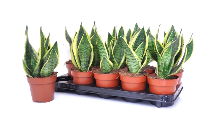 <h4>SANSEV FUTURA SUPERB</h4>