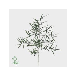 Leaf asparagus falcatus