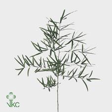 <h4>Leaf asparagus falcatus</h4>