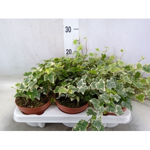 Hedera helix 'White Wonder'