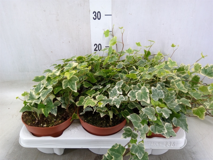 <h4>Hedera helix 'White Wonder'</h4>
