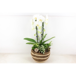 arr2 PL - Bolmand phal. cascade wit