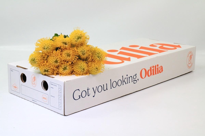 <h4>Nutans Ayoba Sun</h4>