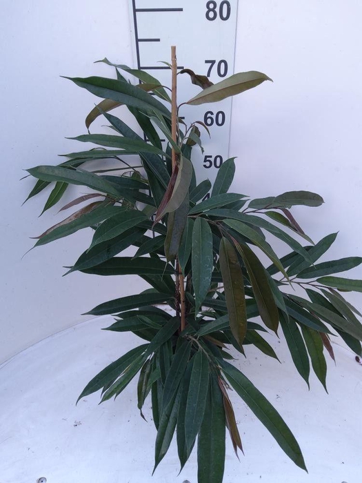 <h4>FIC BIN AMSTEL KING</h4>