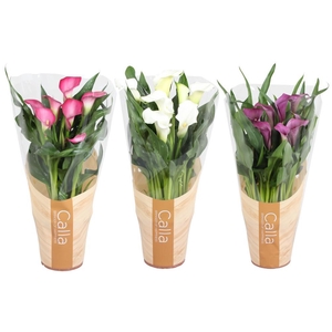 Zantedeschia gemengd Calla Valentijn mix in bedrukte hoes