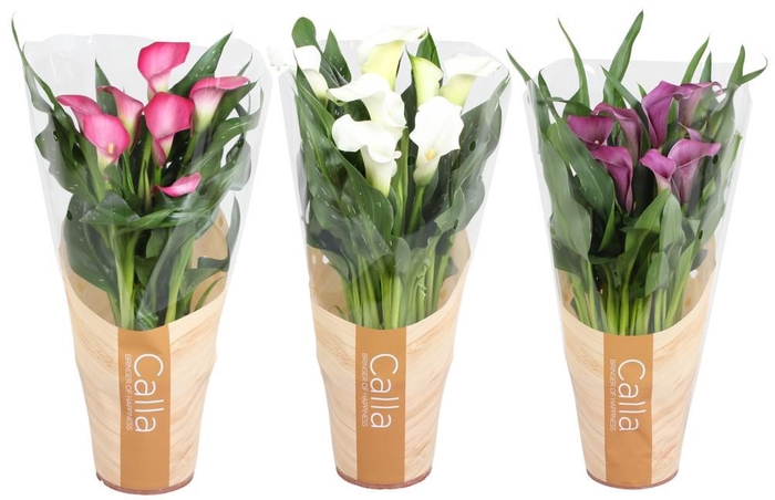<h4>Zantedeschia gemengd Calla Valentijn mix in bedrukte hoes</h4>