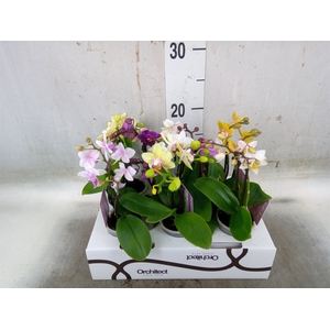 Phalaenopsis   ...mini