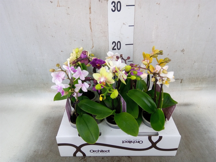 <h4>Phalaenopsis   ...mini</h4>