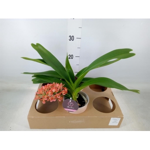 Rhynchostylis gig. 'Aromatiq Evoke'