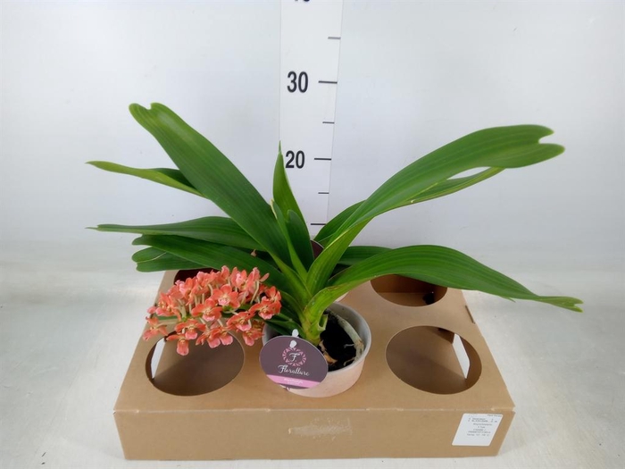 <h4>Rhynchostylis gig. 'Aromatiq Evoke'</h4>