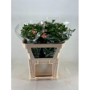 Bouvardia do diamond salmon improved