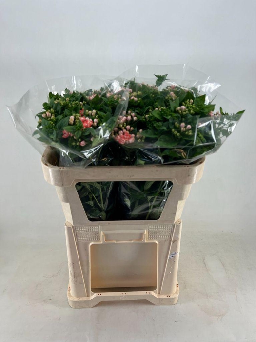 <h4>Bouvardia do diamond salmon improved</h4>