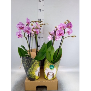 Phalaenopsis   ...rose