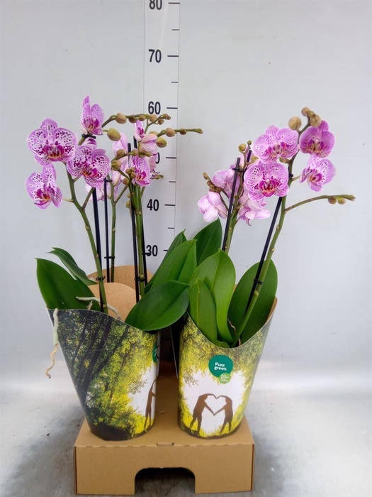 <h4>Phalaenopsis   ...rose</h4>