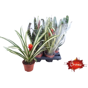 BROMELIA GEM