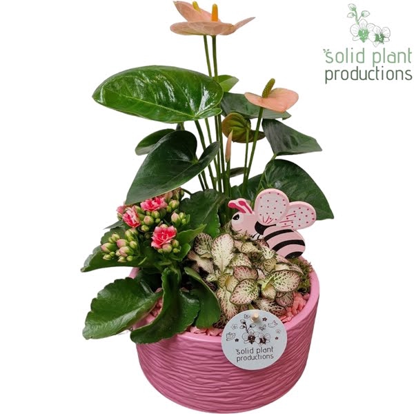 <h4>AT003 Loes Pink Anthurium</h4>