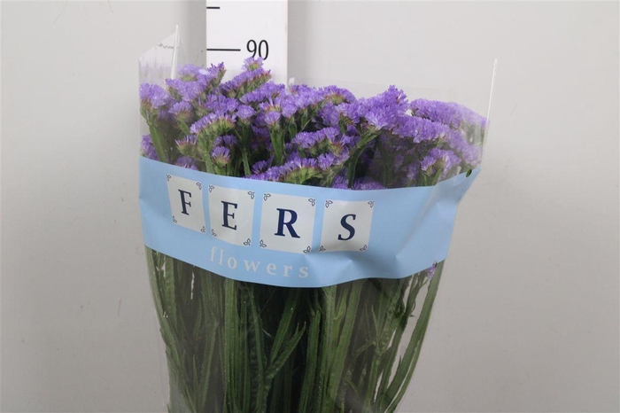 <h4>Lim S Sky Wings</h4>