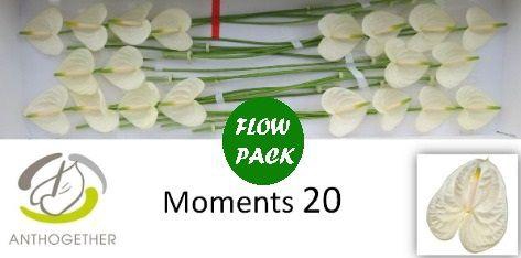 <h4>Anth A Moments 9 cm X20 Oosterzon</h4>